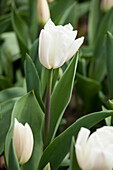 Tulipa, white