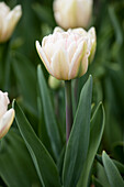 Tulipa Lady Chantal