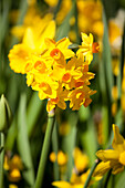 Narcissus jonquilla Golden Dawn