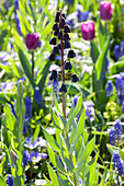 Fritillaria persica