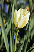 Tulipa