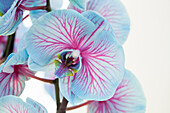 Phalaenopsis, blau