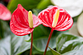 Anthurium x andreanum, red