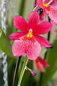 Miltoniopsis