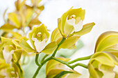 Cymbidium