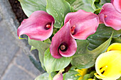 Zantedeschia