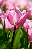 Tulipa, pink