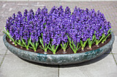 Hyacinthus