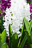 Hyacinthus orientalis 'Carnegie'