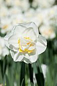 Narcissus 'Unique'