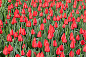 Tulipa fosteriana 'Madame Lefeber'