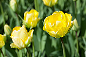 Tulipa 'Akebono'