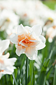 Narcissus Replete