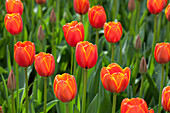 Tulipa 'World's Favourite