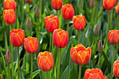 Tulipa 'World´s Favourite'