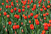 Tulipa World's Favourite