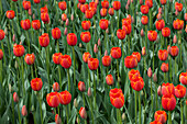 Tulipa 'World´s Favourite'