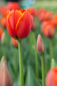 Tulipa 'World´s Favourite'