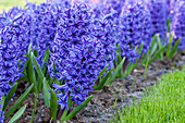 Hyacinthus orientalis, blau