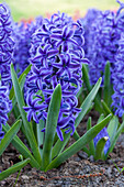 Hyacinthus orientalis, blue