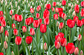 Tulipa 'Red Impression'