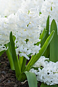 Hyacinthus orientalis 'Aiolos'