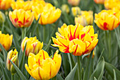 Tulipa 'Monsella'