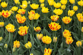 Tulipa 'Monsella