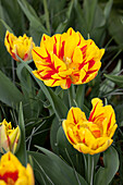 Tulipa 'Monsella'