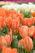 Tulipa fosteriana 'Orange Emperor'