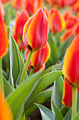 Tulipa greigeri 'Treasure'