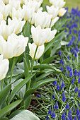 Tulipa fosteriana 'Purissima'