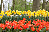 Narcissus jonquilla, Tulipa greigii