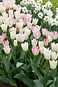 Tulipa fosteriana Flaming Purissima