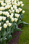 Tulipa 