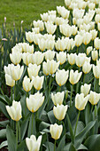 Tulipa, white