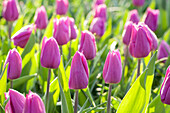 Tulipa, violett