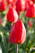 Tulipa, red