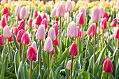 Tulipa 'Apricot Delight', Tulipa 'Cherry Delight', Tulipa 'Candy Apple Delight'