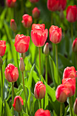 Tulipa, red