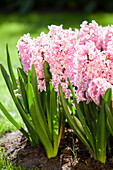 Hyacinthus orientalis, pink