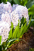 Hyacinthus orientalis, lila