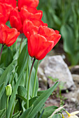 Tulipa