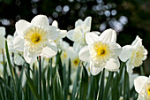 Narcissus, white