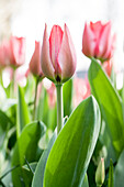 Tulipa 'Trick