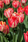 Tulipa 'Spryng Break'