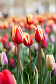 Tulipa, yellow-red