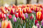 Tulipa, yellow-red