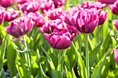 Tulipa, violet