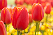 Tulipa, red